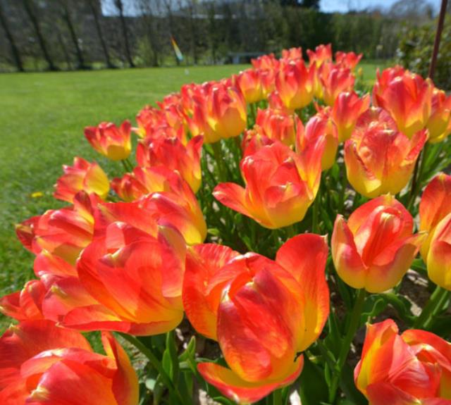 Tulipes de la Roseraie des Sables d'Olonne - roseraie-lessables
